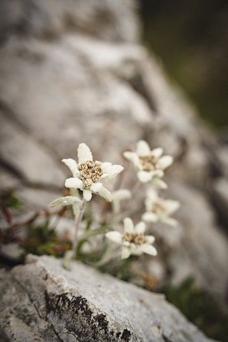 Edelweiss in de Dolomieten in vintage stijl