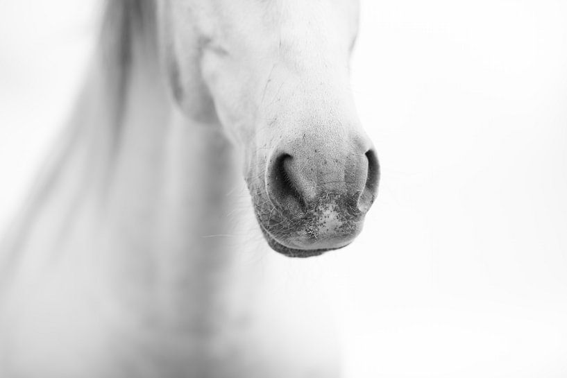 Nez de cheval par Equine Art