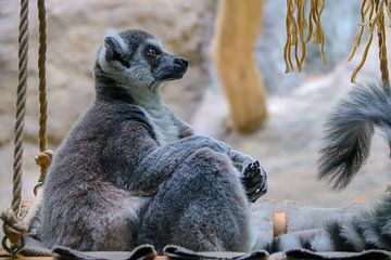 ringstaartmaki (Lemur catta) sur victor truyts