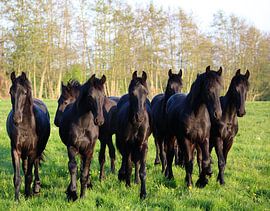 Herd of Friesian horses by Femke Haarsma