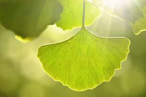 Ginkgo  von Violetta Honkisz