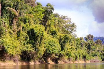 Libelle in Kabalebo in Suriname van René Holtslag