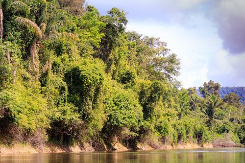 Libelle in Kabalebo in Suriname
