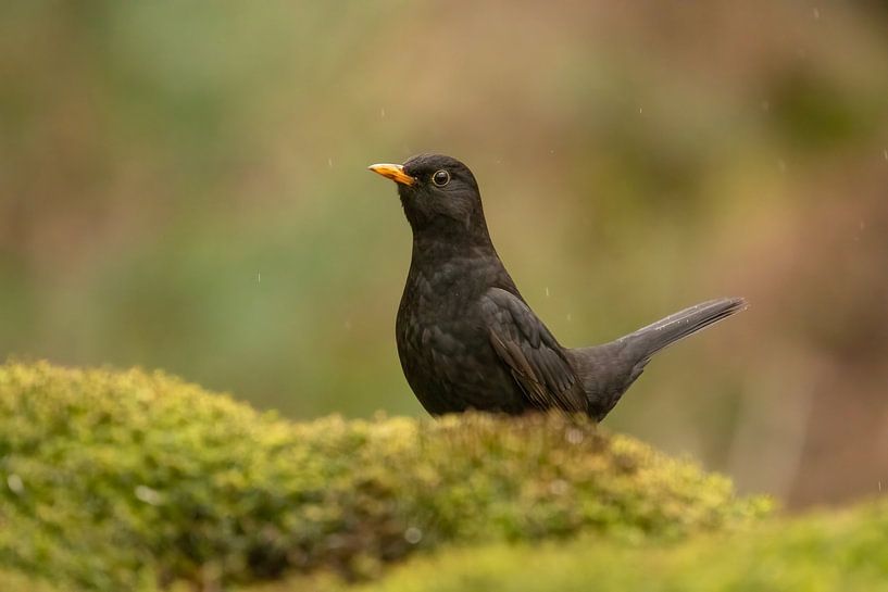 Merle noir dans la forêt par Tanja van Beuningen