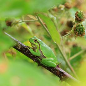 There he is, among the brambles...the tree frog! by Bärbel Severens