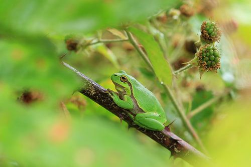 Da ist er, zwischen den Brombeersträuchern... der Laubfrosch! von Bärbel Severens