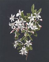 Tak van een bloeiende azalea, M. de Gijselaar - 1831