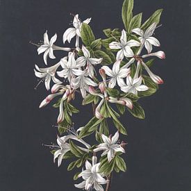 Zweig einer blühenden Azalee, M. de Gijselaar von Het Archief