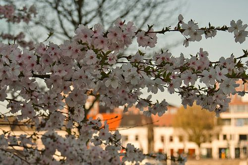 Le temps sous la fleur printanière japonaise sakura
