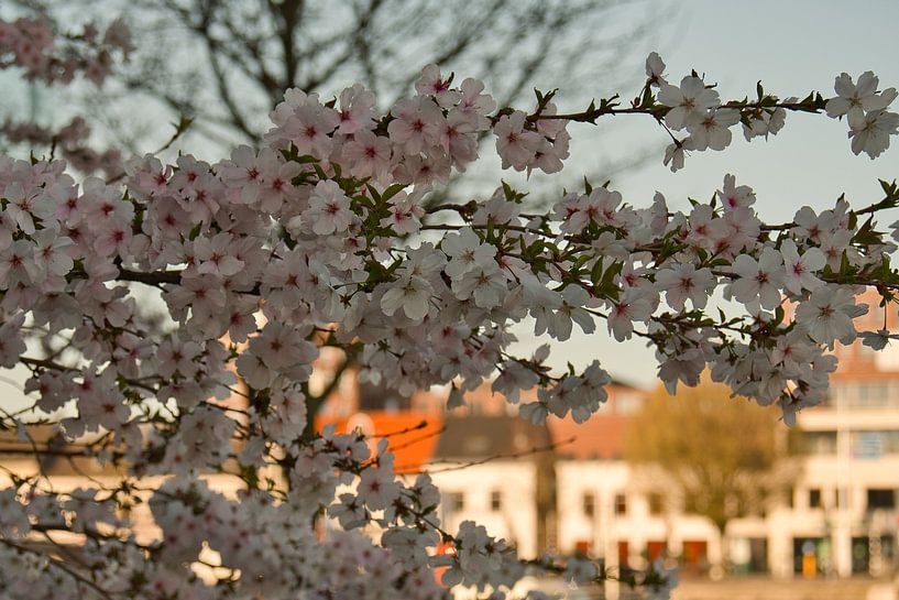 Weert onder de japanse sakura lente bloesem van Jolanda de Jong-Jansen