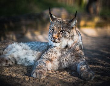 Lovely Lynx van Fabian Elsing