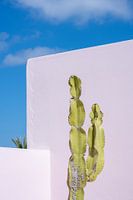 Cactus vert pour un mur rose pastel