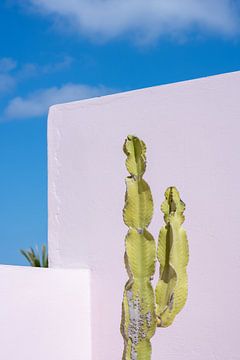 Groene cactus voor een pastel roze muur van Jenine Blanchemanche