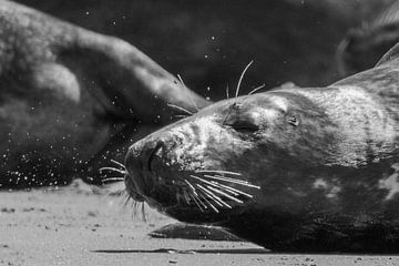 Zucht denkt de zeehond#0090 van Johannes Jongsma