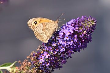 Bécasseau brun sur une fleur de papillon. sur Wim Jacobs