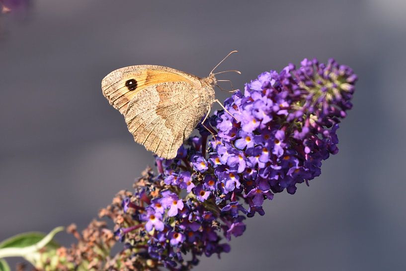 Bécasseau brun sur une fleur de papillon. par Wim Jacobs