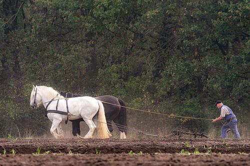 Plough horses on the ash near Orvelte