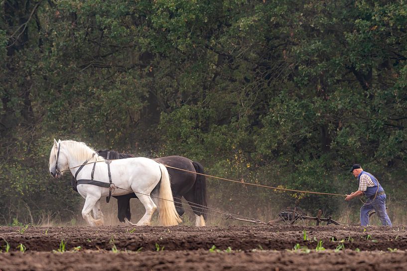 Plough horses on the ash near Orvelte by Henk Osinga