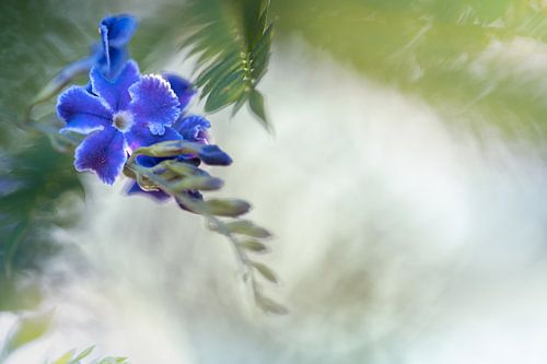 Purple flower in dreamy mood