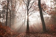 Autumn by Nancy van Verseveld thumbnail