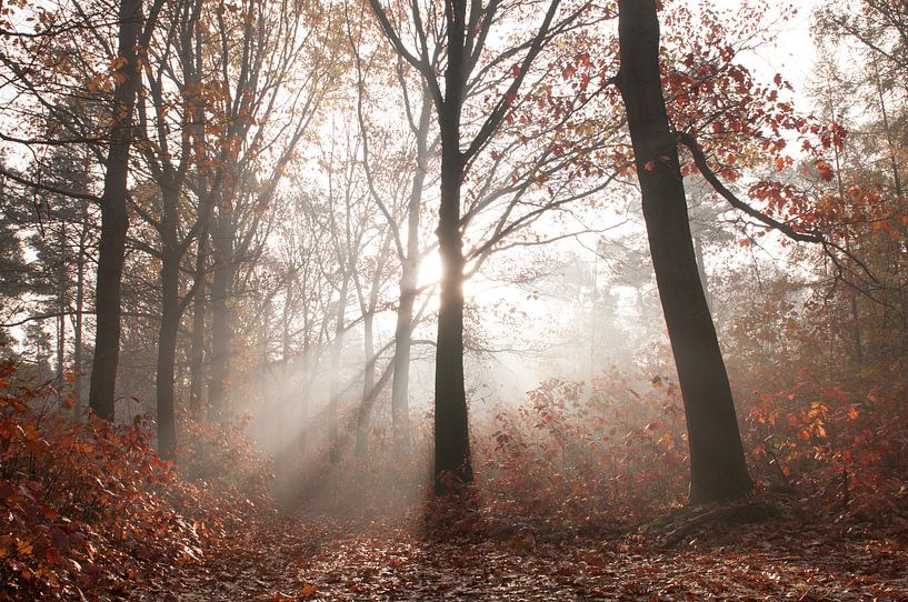 Autumn by Nancy van Verseveld