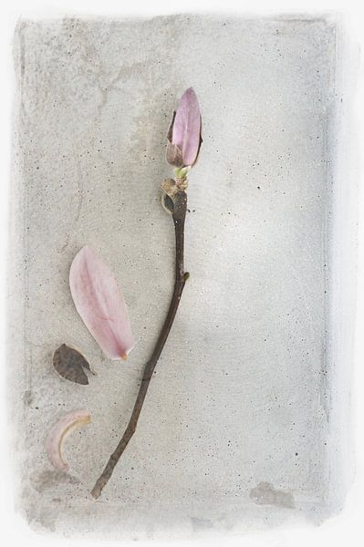 BLOESEMTAK by Ilse Leijtens