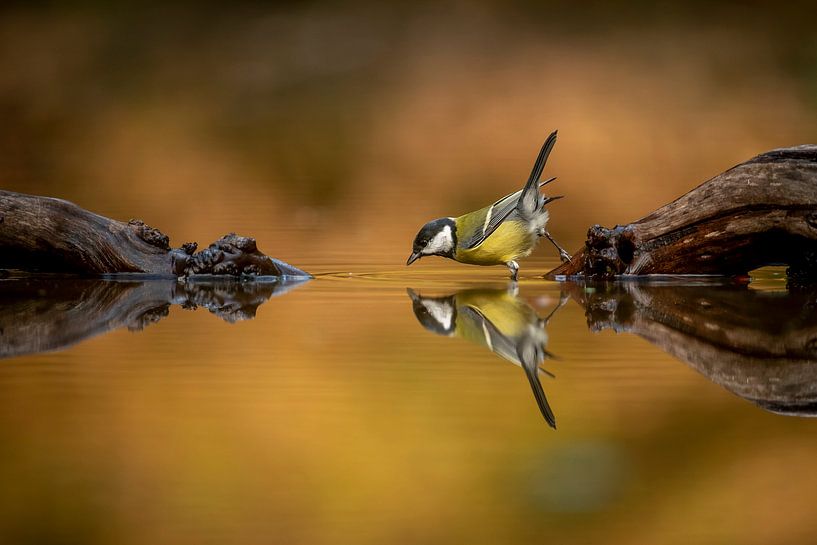 Mésange charbonnière avec reflet par Gonnie van de Schans