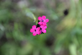 Petites fleurs flottantes sur Erik Buitenhuis