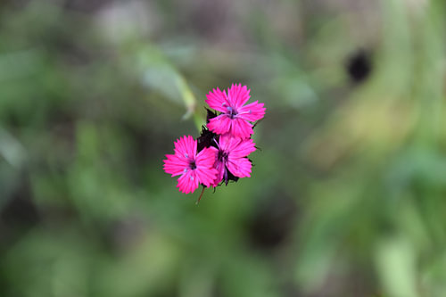 Floating flowers