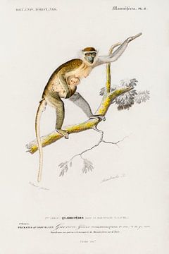 Cercopithecus griseus (Guenon Grivet) van Heinz Bucher
