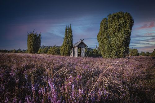 Evening atmosphere in the Lüneburg Heath