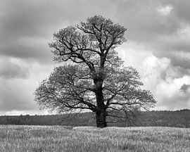 Russeneiche im Odenwald | sw von Flatfield