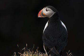 Lundi (IJslands voor: papegaaiduiker)