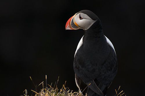 Lundi (IJslands voor: papegaaiduiker)