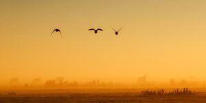 Fog sur Yvonne Blokland