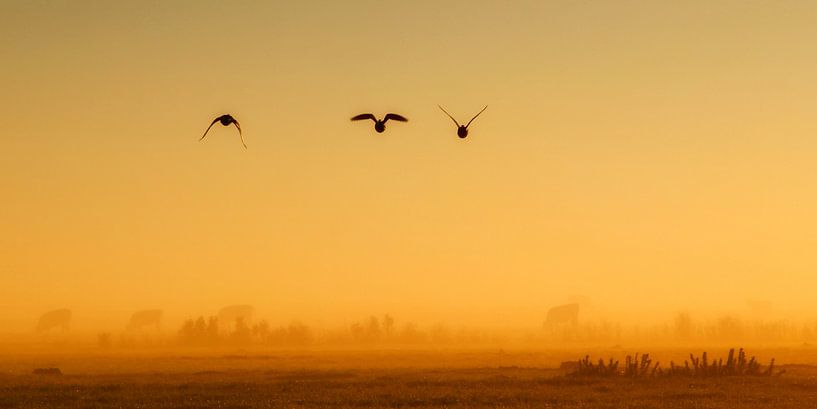 Mist par Yvonne Blokland