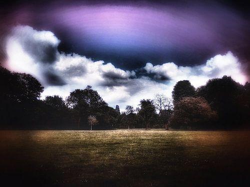 Field with purple sky