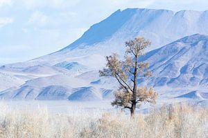 Eenzame boom voor de bergen in Mongolië