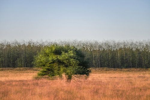 Planken Wambuis part 54