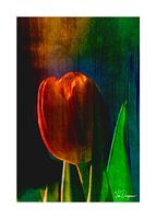 Kiss of a Tulip