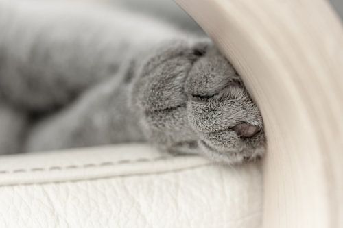 Sleeping cat paws