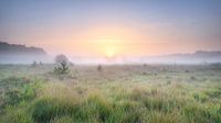 Colorful morning Kampina