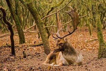 Fallow deer. by Robert Moeliker