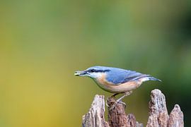 Nuthatch (Sitta europaea) by Dirk Rüter