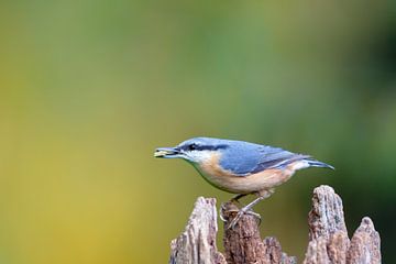 Kleiber (Sitta europaea) von Dirk Rüter