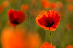 Heute ist rot (Mohnblumen im Sonnenlicht)