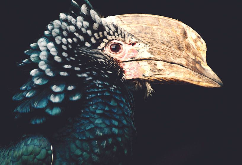 Hornbill par Designer