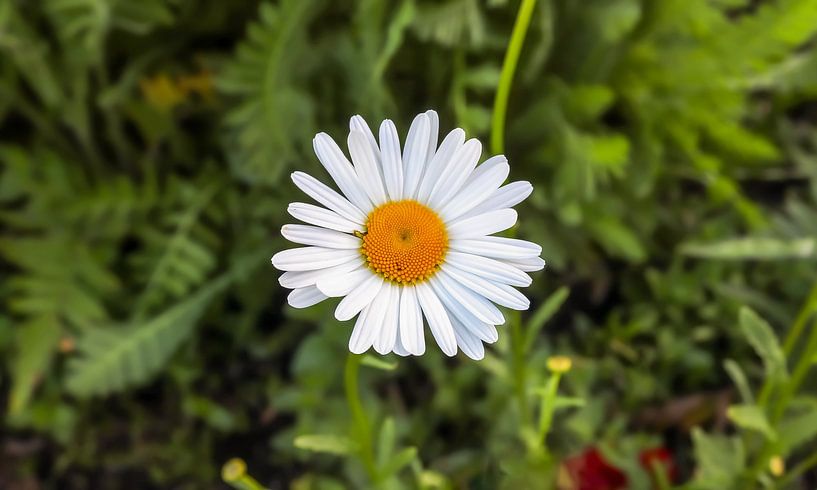 Weiße Margeriten Blumen im Sommer auf grünem Hintergrund von MPfoto71