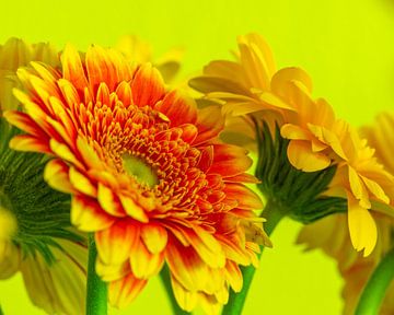 Fluorescerende bloemen, hier kan je niet omheen van Jolanda de Jong-Jansen
