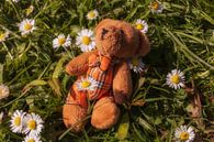 Kleiner Teddybär van Dagmar Marina thumbnail